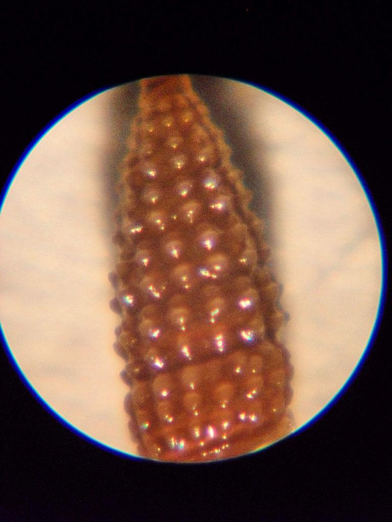 cerithiopsis 1